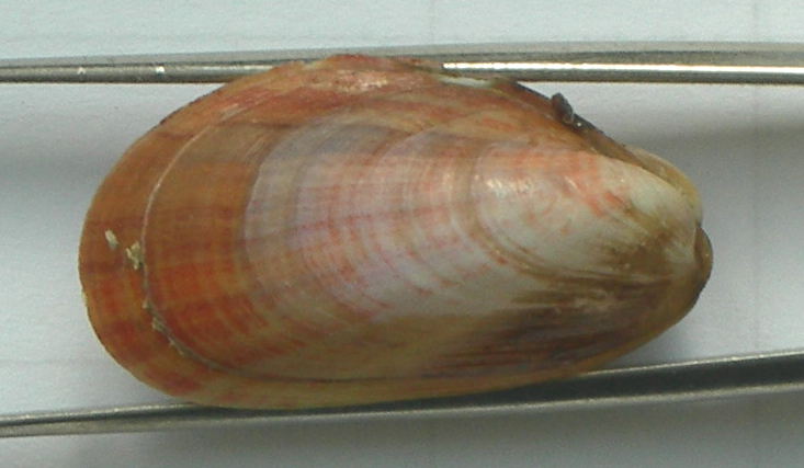 Modiolus adriaticus